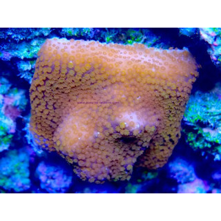 Montipora sp. WYSIWYG 07032026-16