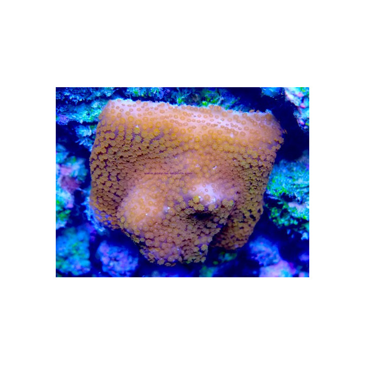 Montipora sp. WYSIWYG 07032026-16