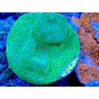 Montipora sp. WYSIWYG 07032026-17