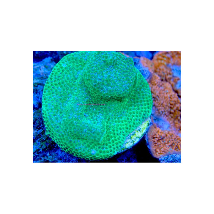 Montipora sp. WYSIWYG 07032026-17