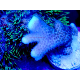 Montipora digitata WYSIWYG 07032026-19