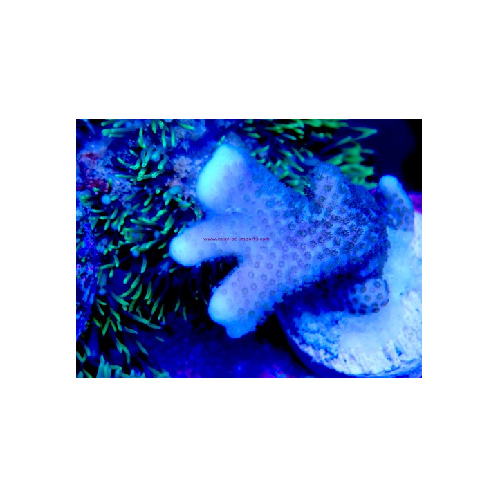 Montipora digitata WYSIWYG 07032026-19