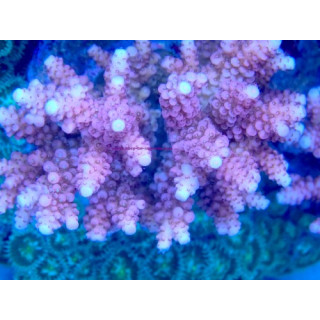 Acropora verweyi WYSIWYG 07032026-20
