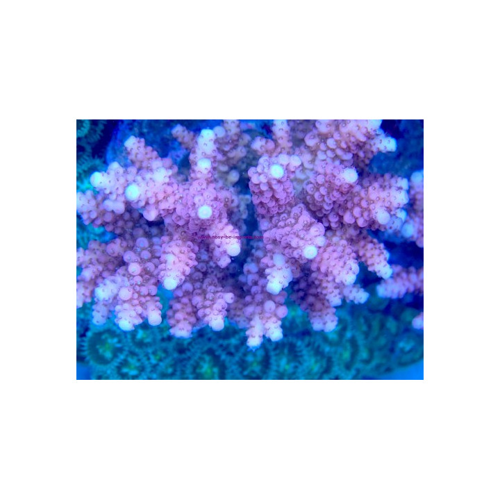 Acropora verweyi WYSIWYG 07032026-20