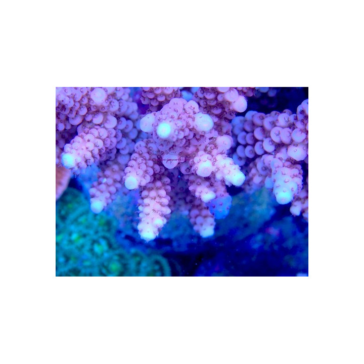 Acropora verweyi WYSIWYG 07032026-20
