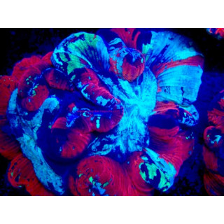 Trachyphyllia sp. WYSIWYG 07032026-21