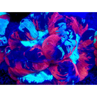 Trachyphyllia sp. WYSIWYG 07032026-22
