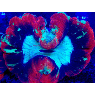 Trachyphyllia sp. WYSIWYG 07032026-23