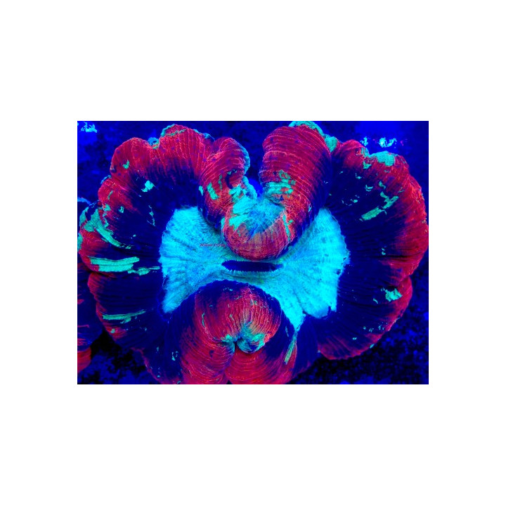 Trachyphyllia sp. WYSIWYG 07032026-23