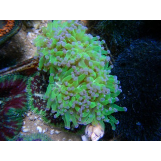 Euphyllia cristata - Euphillia rare - Aquarium sur mesure