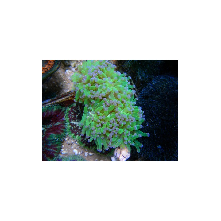 Euphyllia cristata - Euphillia rare - Aquarium sur mesure