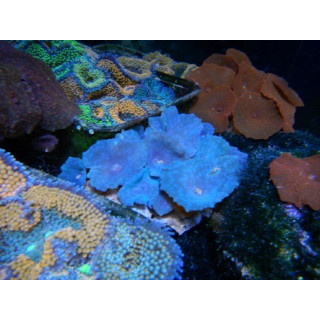 Actinodiscus sp. bleu