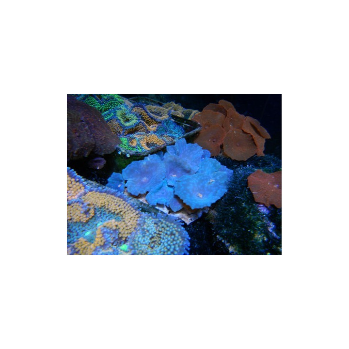 Actinodiscus sp. bleu