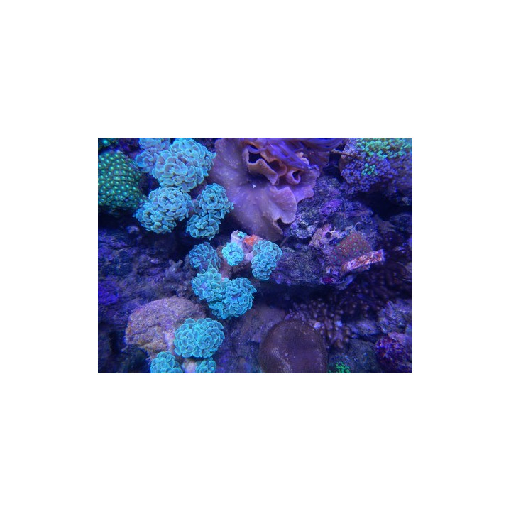 Euphyllia paraancora - coraux VPC - Aquarium sur mesure