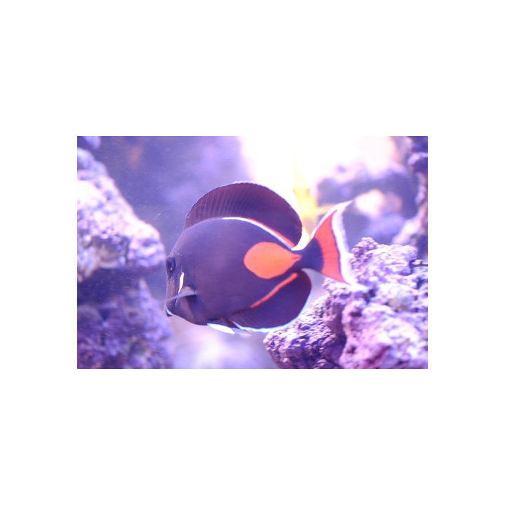 Acanthurus achilles