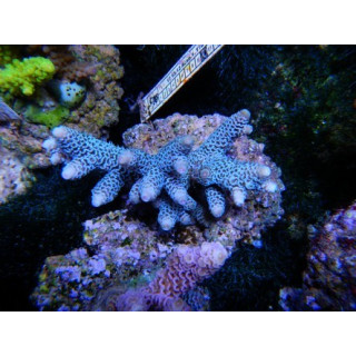 acropora millepora turquoise - coraux VPC - Aquarium sur mesure