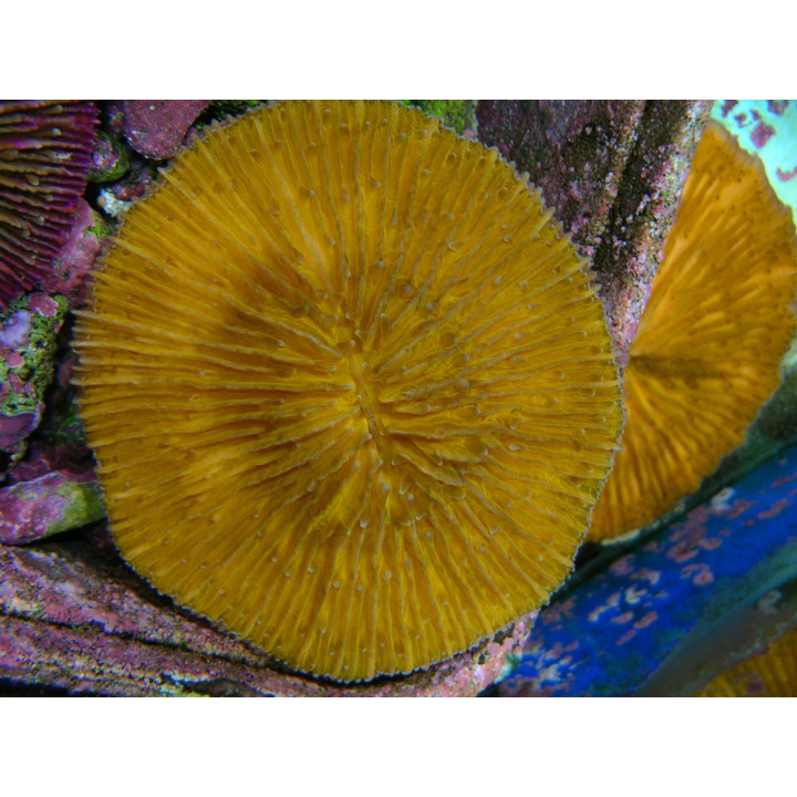 Cycloseris sp. orange fluo - Corail VPC - Aquarium sur mesure