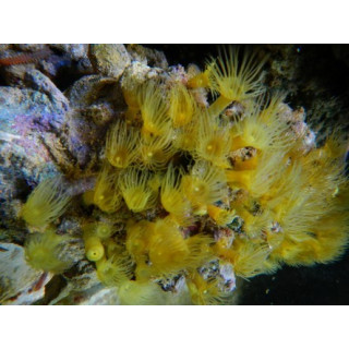Parazoanthus axinella