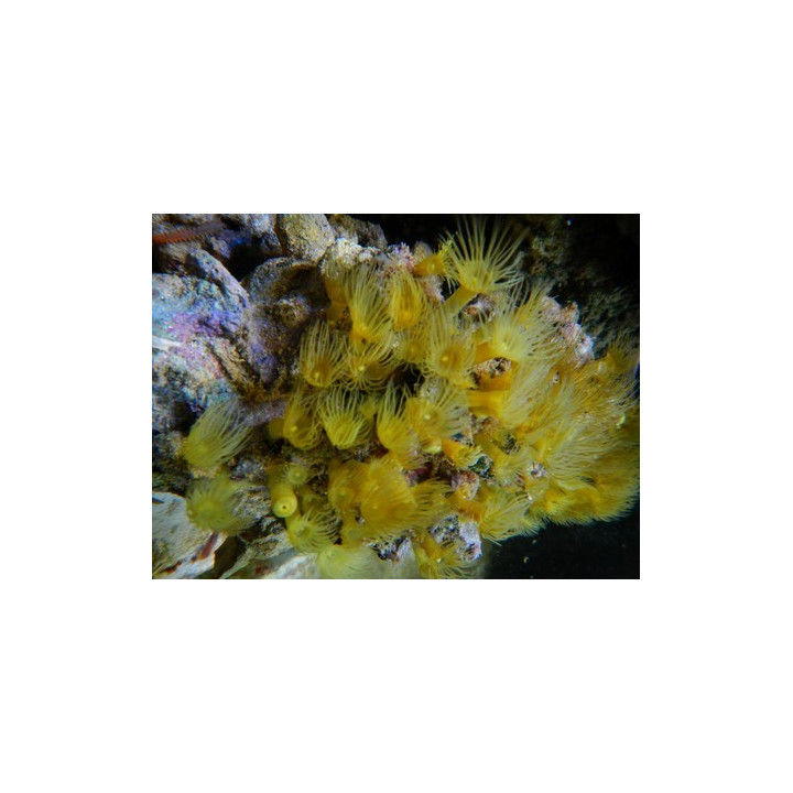 Parazoanthus axinella