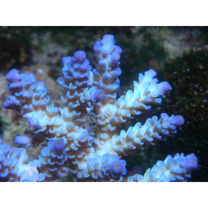 Acropora tenuis - Coraux VPC - Aquarium sur mesure