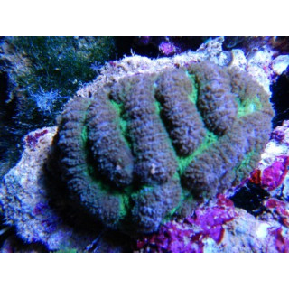 Symphyllia agaricia - Coraux VPC - Aquarium sur mesure
