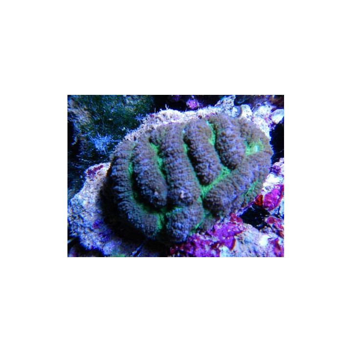 Symphyllia agaricia - Coraux VPC - Aquarium sur mesure