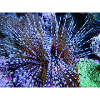 Echinotrix calamaris - oursin - eau de mer VPC - aquarium sur mesure