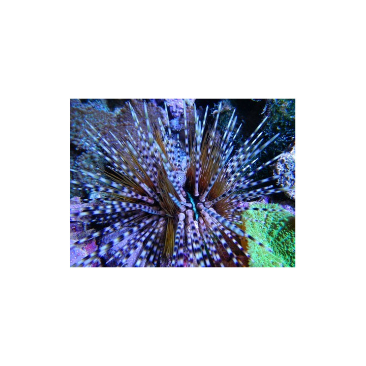 Echinotrix calamaris - oursin - eau de mer VPC - aquarium sur mesure