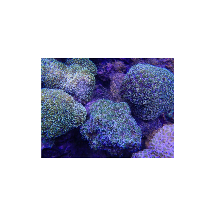 Galaxea fascicularis -coraux VPC - Aquarium sur mesure