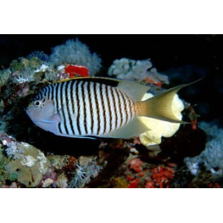 Genicanthus caudovittatus