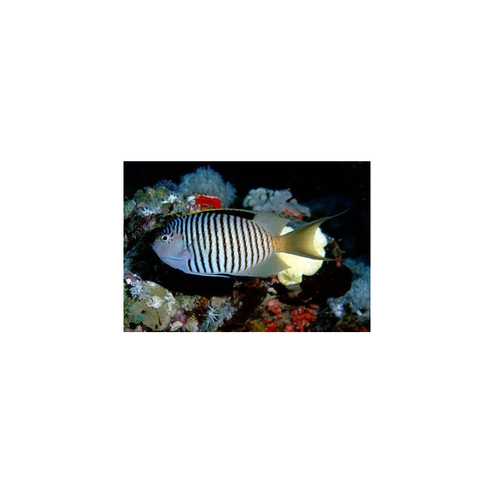 Genicanthus caudovittatus