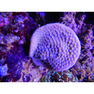 Turbinaria mesentherina - coraux VPC - Aquarium sur mesure