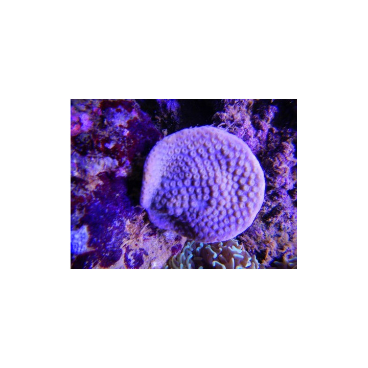 Turbinaria mesentherina - coraux VPC - Aquarium sur mesure