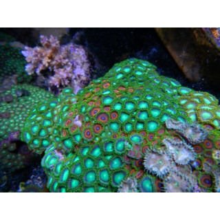 Zoanthus sp. vert coeur bleu et rouge - Coraux VPC - Aquarium sur mesure