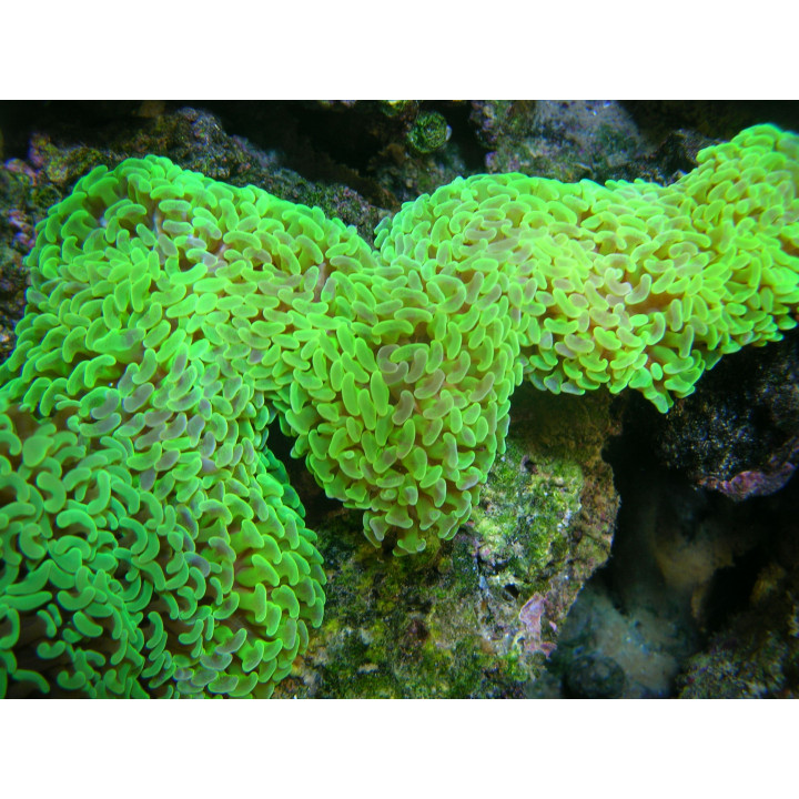 Euphyllia ancora - coraux VPC - Aquarium sur mesure