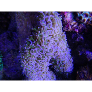 Euphyllia ancora - coraux VPC - Aquarium sur mesure