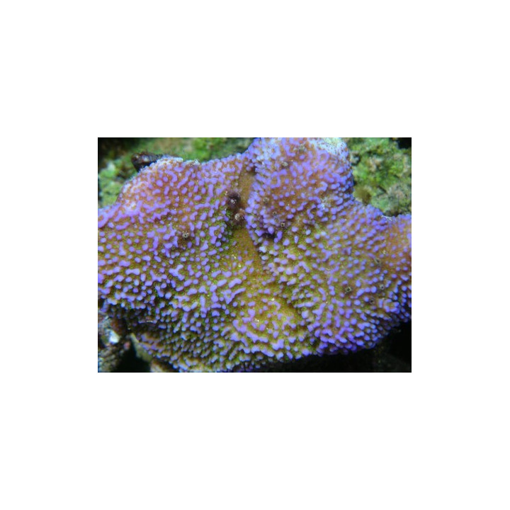 Montipora sp. encroûtant bleu polypes verts - coraux VPC - Aquarium sur mesure
