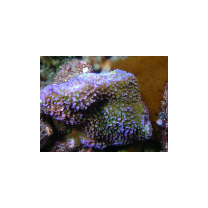 Montipora sp. encroûtant bleu polypes verts - coraux VPC - Aquarium sur mesure