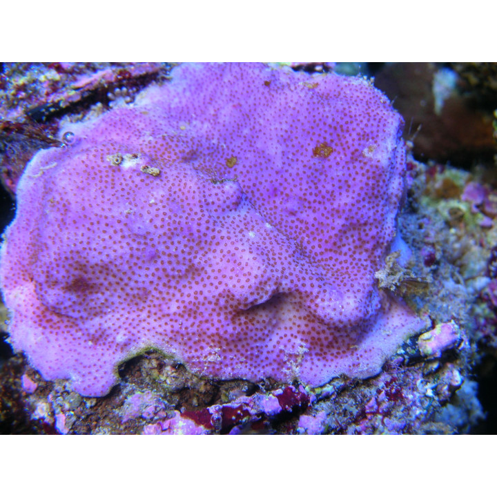 Montipora sp. encroûtant violet - coraux VPC - Aquarium sur mesure