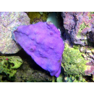 Montipora sp. encroûtant violet - coraux VPC - Aquarium sur mesure