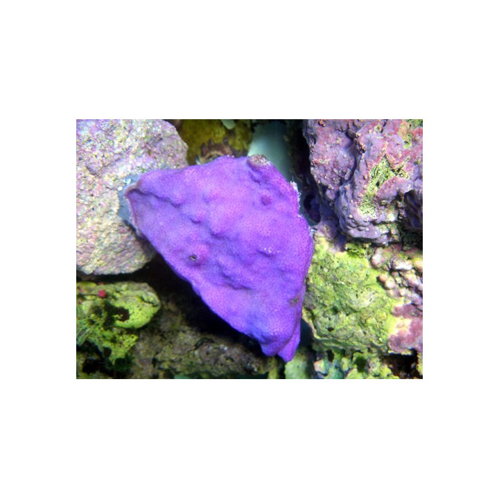 Montipora sp. encroûtant violet - coraux VPC - Aquarium sur mesure
