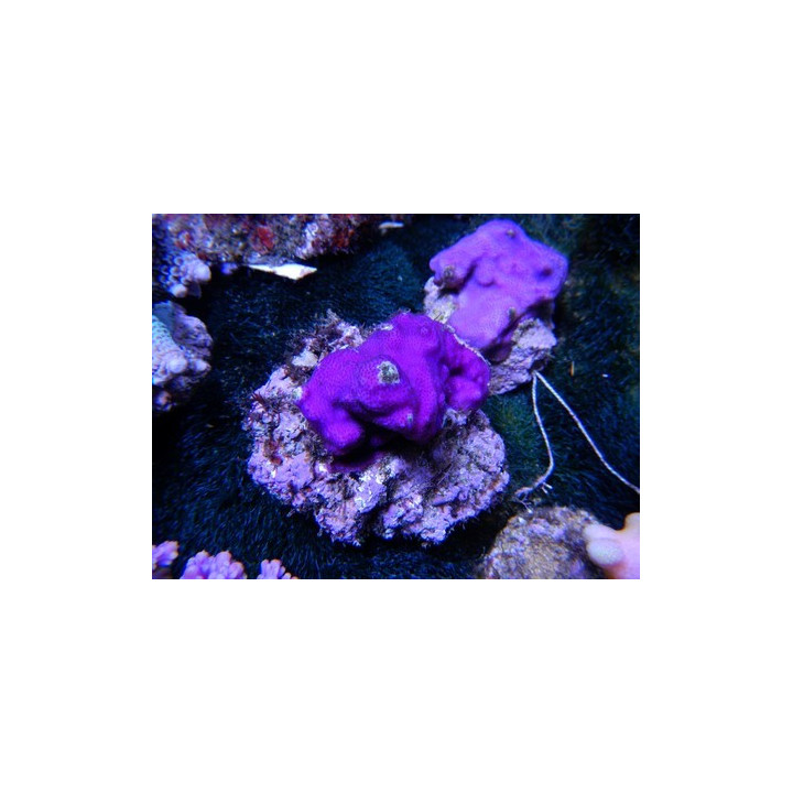 Montipora sp. encroûtant violet - coraux VPC - Aquarium sur mesure