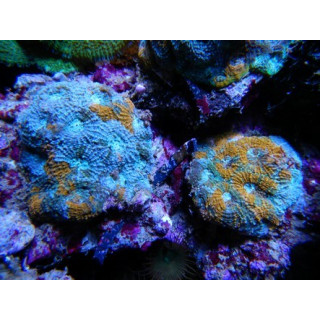 Acanthastrea sp. bleu et orange - Coraux VPC - Aquarium sur mesure