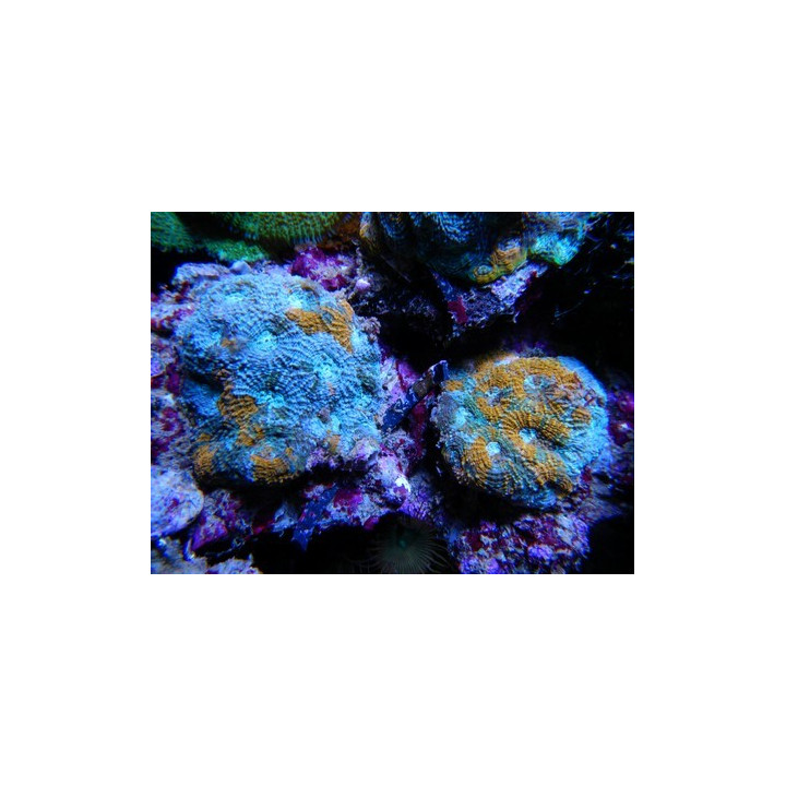 Acanthastrea sp. bleu et orange - Coraux VPC - Aquarium sur mesure