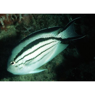 genicanthus lamarck