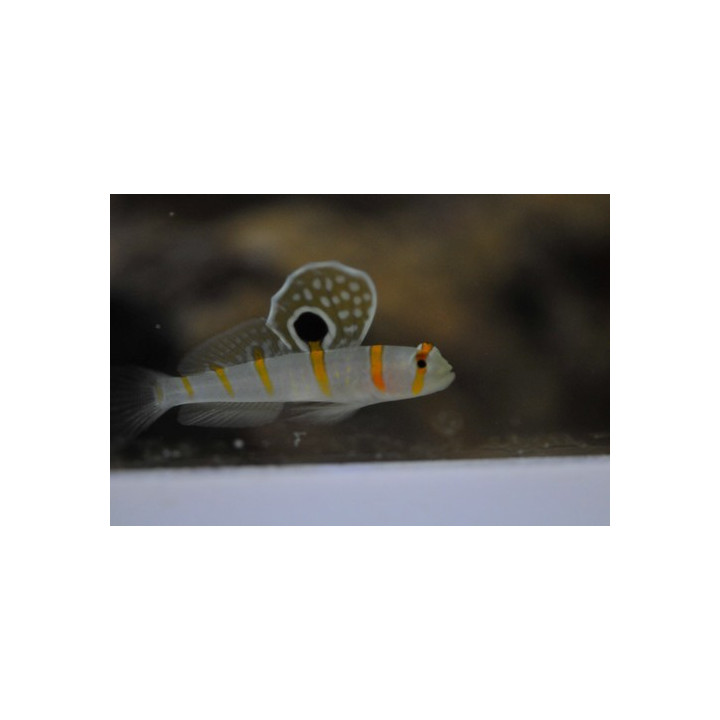 Amblyeleotris randalli