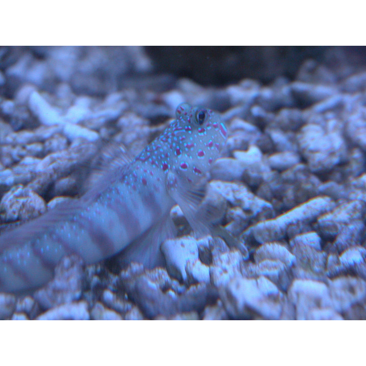 Cryptocentrus leptocephalus