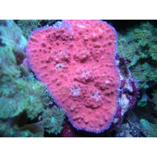Echinophyllia sp. rose