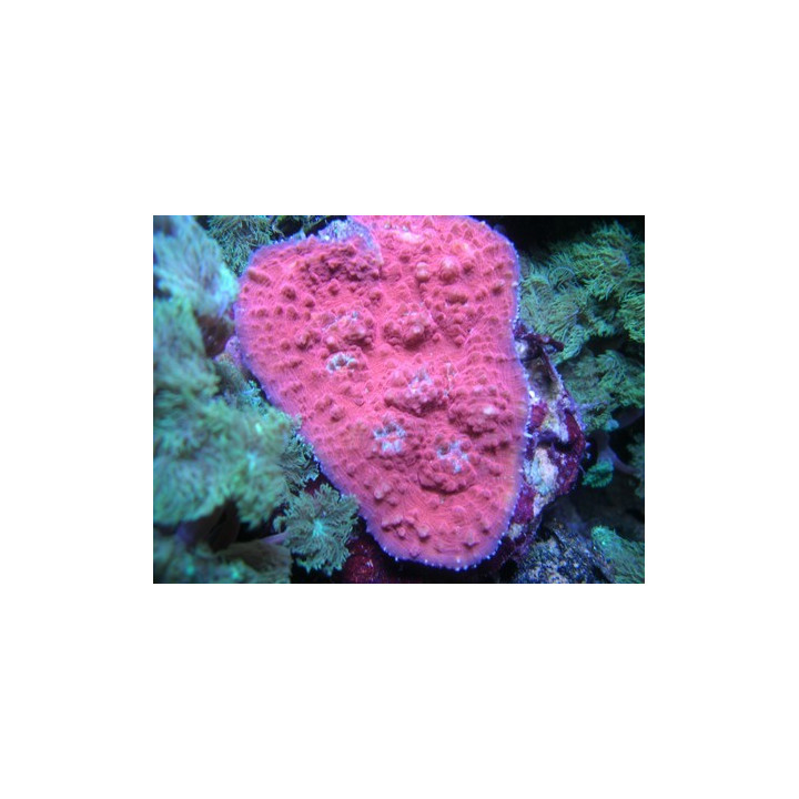 Echinophyllia sp. rose