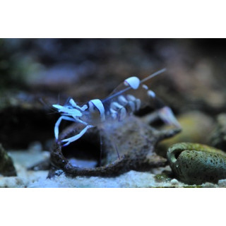 Periclimenes magnificus - crevette symbiotique - aquarium sur mesure